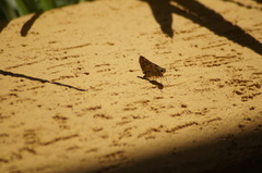 Hesperiidae