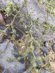 Fagonia glutinosa