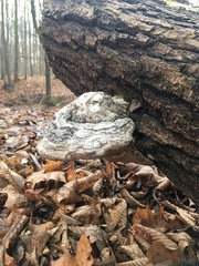 Fomes fomentarius