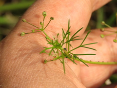 Cyclospermum leptophyllum