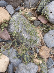 Fagonia glutinosa