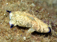 Plakobranchus papua