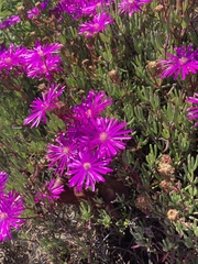 Lampranthus spectabilis