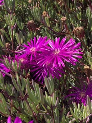 Lampranthus spectabilis