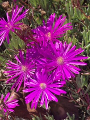 Lampranthus spectabilis