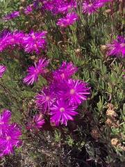 Lampranthus spectabilis