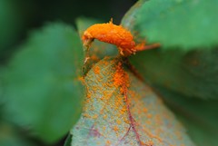 Phragmidium tuberculatum