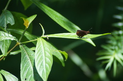 Miltomiges cinnamomea