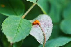 Phragmidium tuberculatum