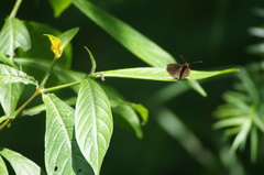 Miltomiges cinnamomea