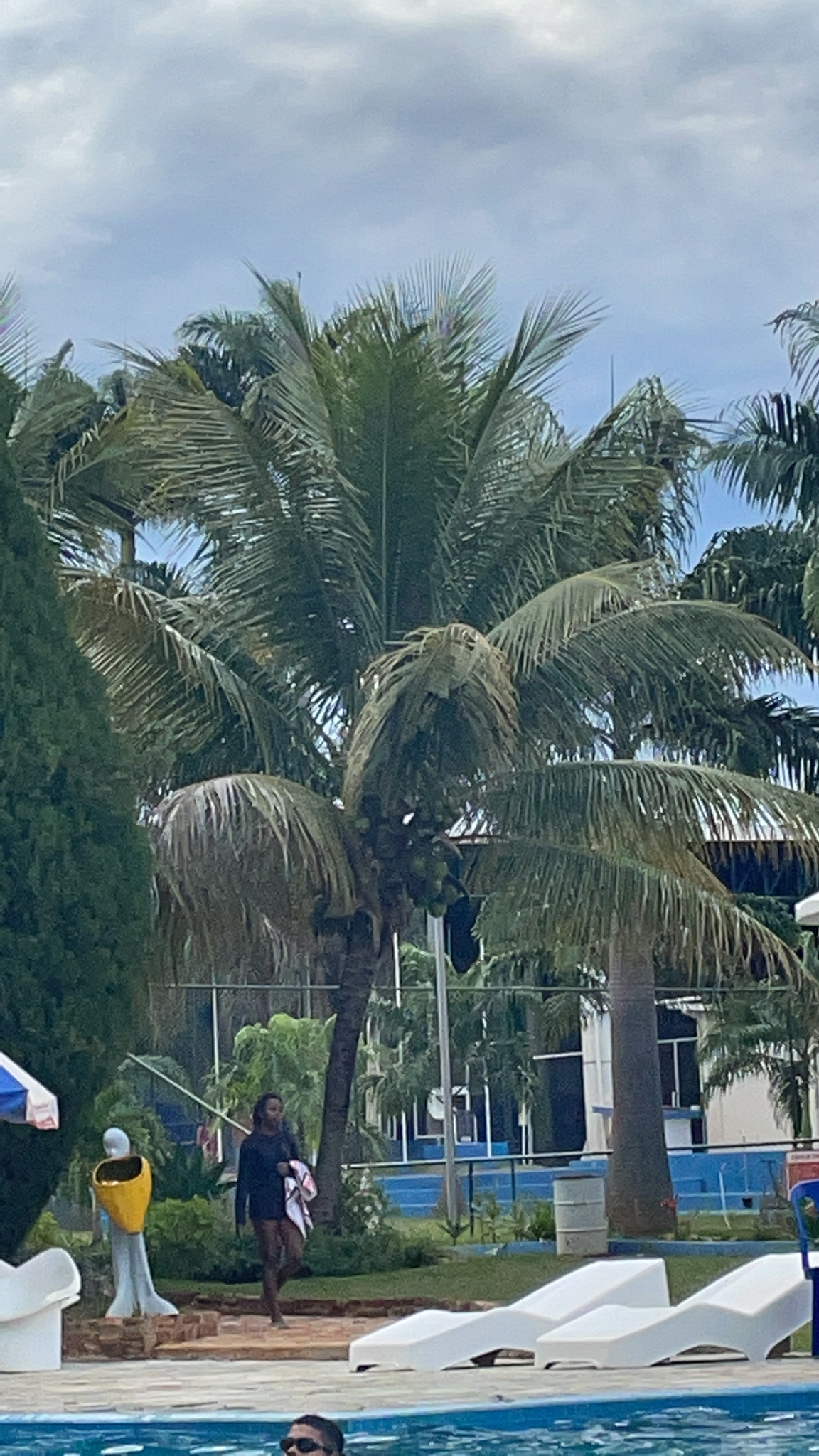 Cocos nucifera