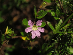 Cuphea ciliata