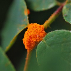 Phragmidium tuberculatum