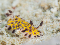 Halgerda wasinensis