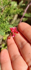 Colletia ulicina