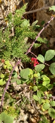 Colletia ulicina