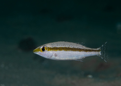 Lethrinus variegatus