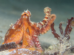 Amphioctopus mototi