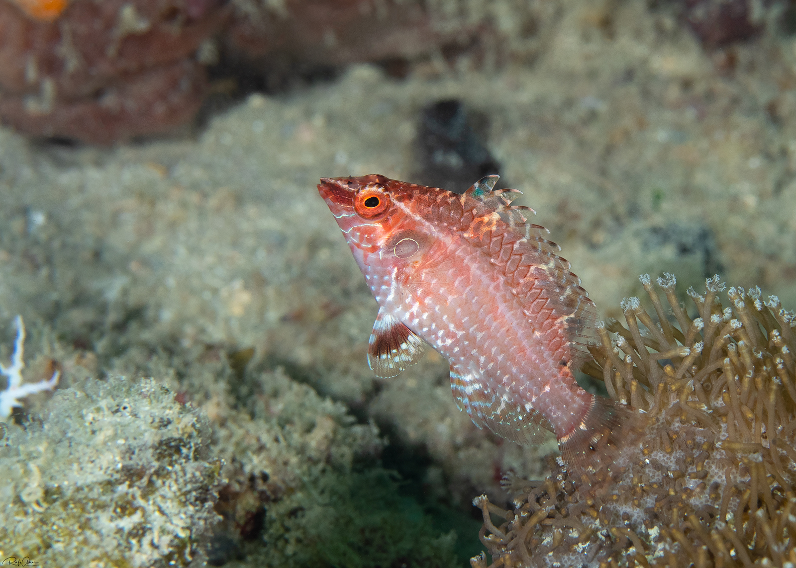 Pteragogus cryptus Randall, 1981