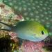 Ternate Chromis - Photo (c) Rafi Amar, some rights reserved (CC BY-NC), uploaded by Rafi Amar