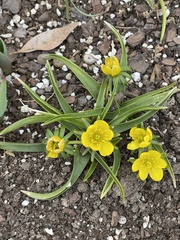 Eranthis