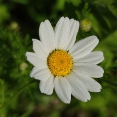 Anthemis pseudocotula
