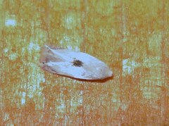 Pseudopostega auritella