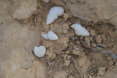 Leonia mamillaris