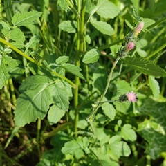 Carduus argentatus