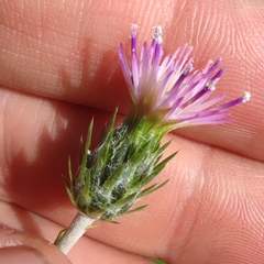 Carduus argentatus