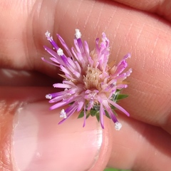 Carduus argentatus