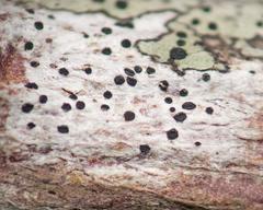 Bactrospora myriadea