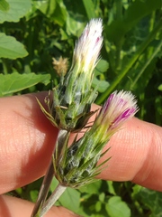 Carduus argentatus