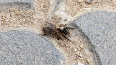 Apis mellifera