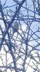 Cyanistes caeruleus