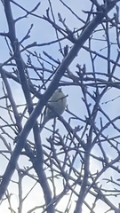 Cyanistes caeruleus