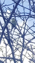 Cyanistes caeruleus