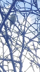 Cyanistes caeruleus