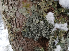 Heterodermia neglecta