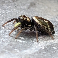 Heliophanus apiatus