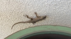 Sceloporus occidentalis