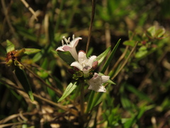 Spermacoce chartensis