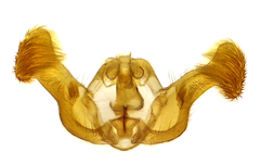 Eucosma umbrastriana