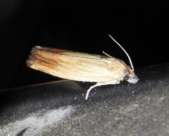 Eucosma umbrastriana