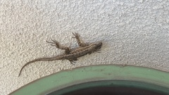 Sceloporus occidentalis