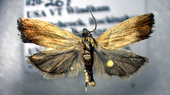 Eucosma umbrastriana
