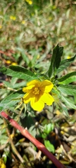 Ludwigia peploides montevidensis