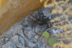 Amblyocarenum walckenaeri