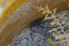 Amblyocarenum walckenaeri