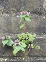 Lamium purpureum